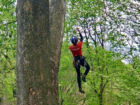 Morgans Grove Park Hosts Tree Climbing Competition News Sports