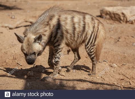 Striped Hyena Hyaena Hyaena Stock Photo Alamy