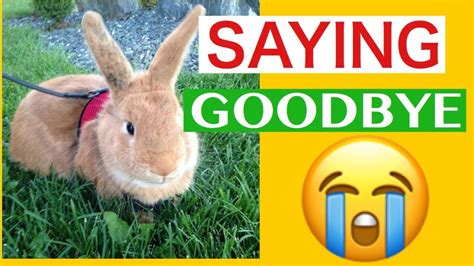 Saying Goodbye To Our Bunny Youtube