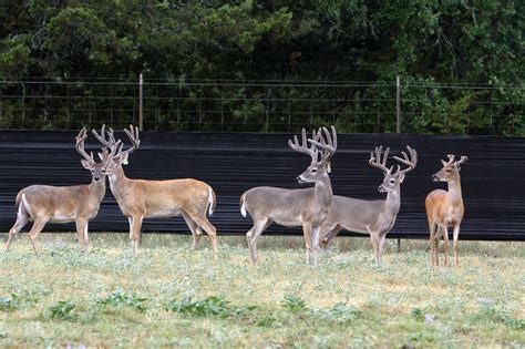 Texas Supreme Court Reaffirms Public Own States White Tailed Deer