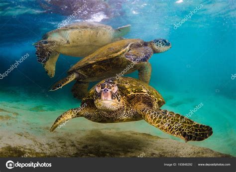 Hawaiian Green Sea Turtle Cruising Warm Waters Pacific Ocean Hawaii