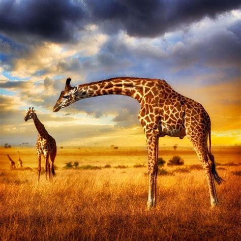 Giraffe Sunset Photo By Patrick Galibert — National Geographic Your