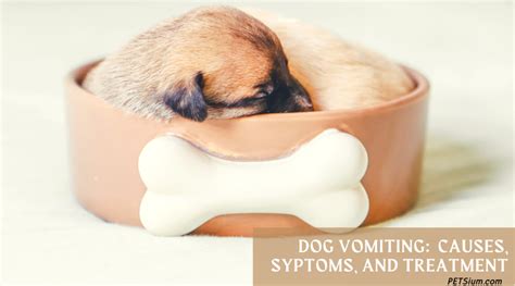 7 Causes Of Dog Trowing Up Undigested Food And Treatment Petsium