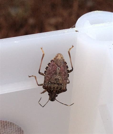 Scientist Seeks Help Tracking Brown Marmorated Stink Bug Center For
