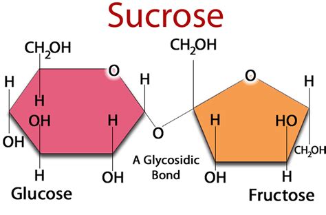 What And How Your Body Metabolises Sugar Glucose And Fructose