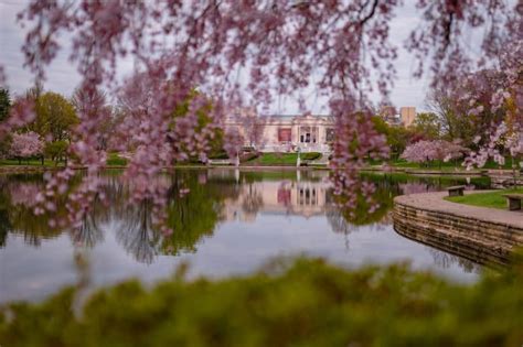 Wade Park Is The Best Place To See Cherry Blossom Blooms In Cleveland