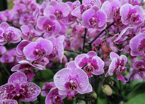 Purple Moth Orchids Smiling At You Photograph By Karen Fernandez Fine
