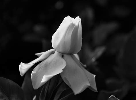 Gardenia Bud In Black And White Free Stock Photo Public Domain Pictures