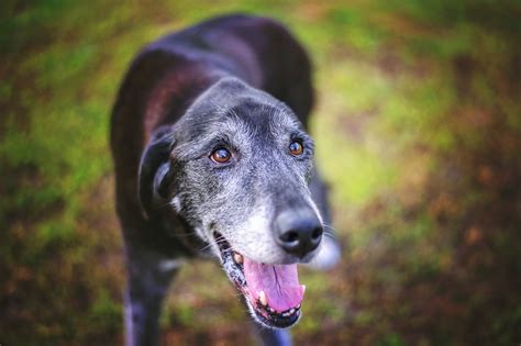 Even senior dogs with mild arthritis can remain active. The Best Senior Dog Food for Large Dogs in 2020 | Canine ...