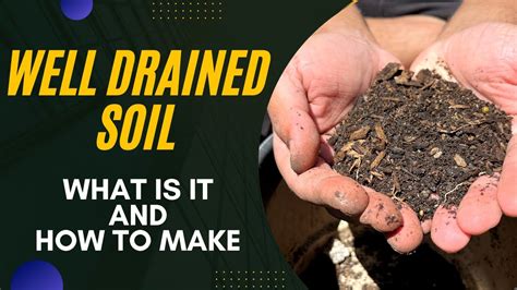 How I Make Well Drained Soil Importance Of Having Well Drained Soil YouTube