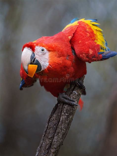 Scarlet Macaw Stock Image Image Of Beak Branch Animal 269862879