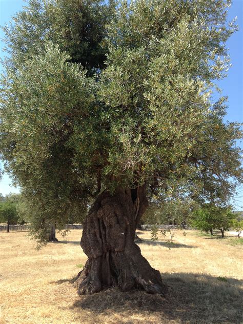 Two Thousand Year Old Olive Tree Thriving In Puglia Italy Oliveira