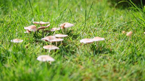 How To Get Rid Of Mushrooms In A Lawn Gardeningetc