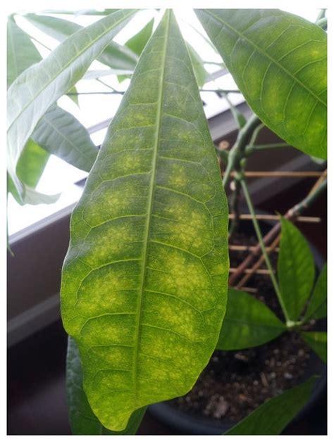 Citrus Tree Leaves Yellowing And Falling Off