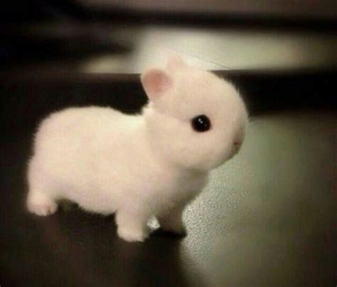 Baby Dwarf Netherland Rabbit Cute Animals Super Cute