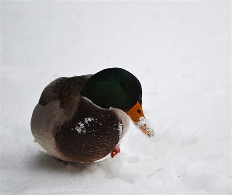 Snow Duck Male Photograph By Barbara Hart Fine Art America