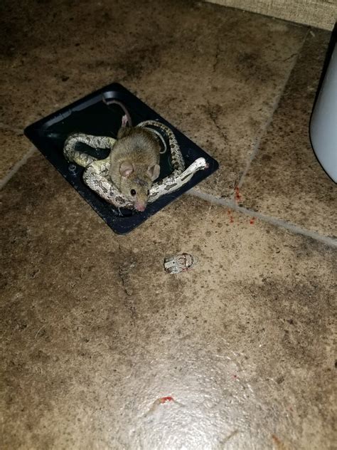 Snake Was Caught On A Mouse Trap And When I Came To See Its Was Already