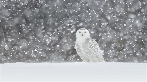 Snowy Owl Video Bing Wallpaper Download