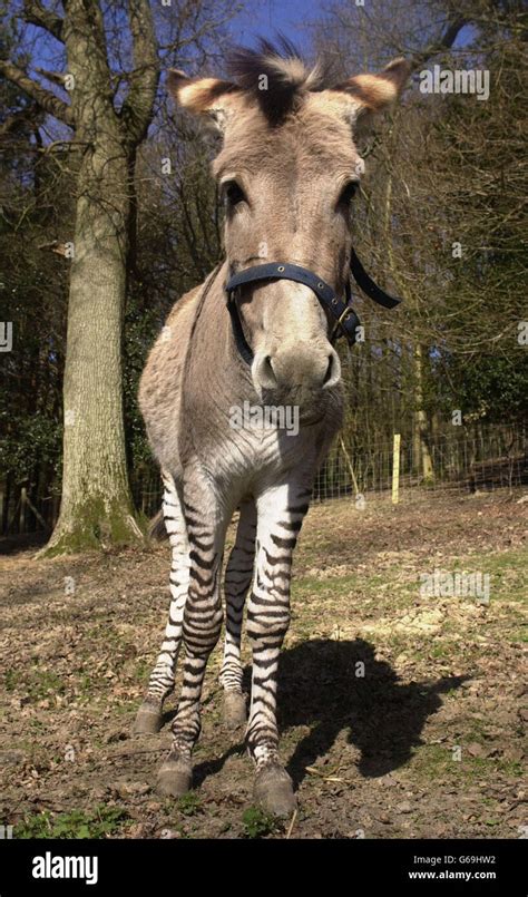Zebra Donkey Hybrid Hi Res Stock Photography And Images Alamy