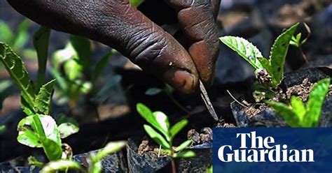 To What Extent Could Planting Trees Help Solve Climate Change
