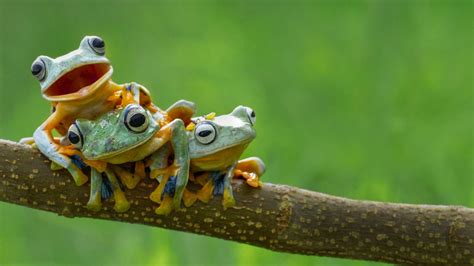 Frog Amphibian Animals Wallpapers Hd Desktop And Mobile Backgrounds