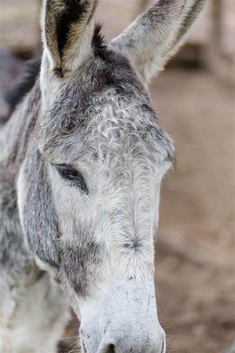 Grey Donkey Closeup In Detail Stock Image Image Of View Agriculture
