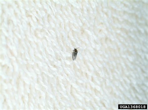 Drain Flies Diptera Psychodidae 1368018