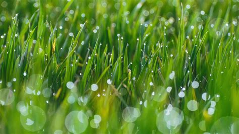 Grass Drops Blurred Nature