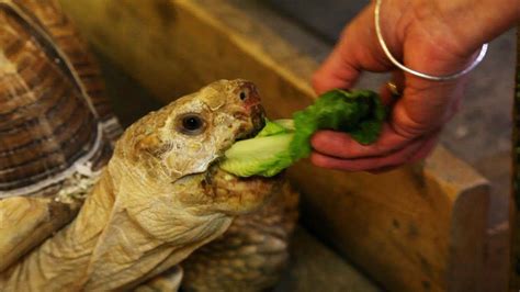 How To Feed A Land Turtle Pet Turtles Youtube