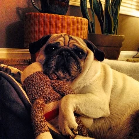 Cuddling Monkey And Watching Tv Pug Love Pugs Best Dogs