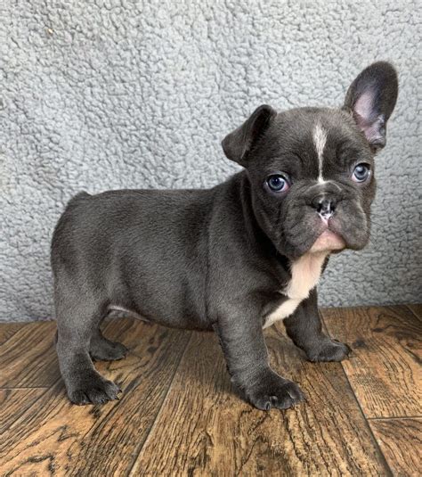 We did not find results for: Blue Brindle French Bulldog Cost - Animal Friends