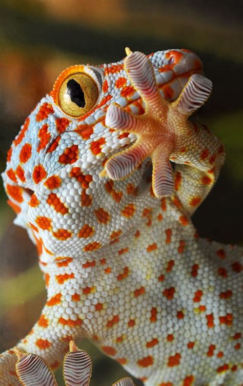 Top 10 Tokay Gecko Facts A Feisty Blue Gecko Artofit