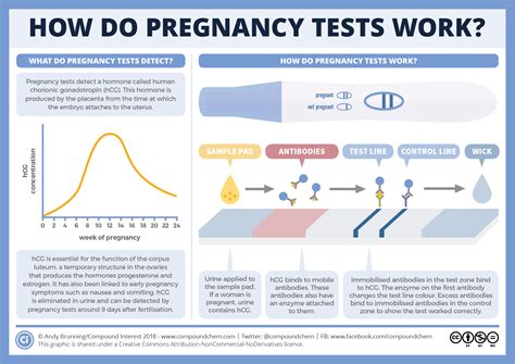 Eli5 How Do Pregnancy Tests Work How Are We Able To Take A Chemical