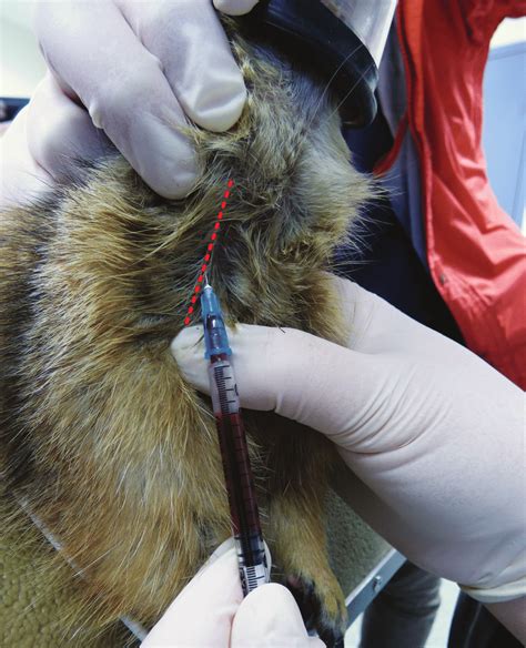 For Upright Jugular Vein Blood Collection The Prairie Dog Restrained