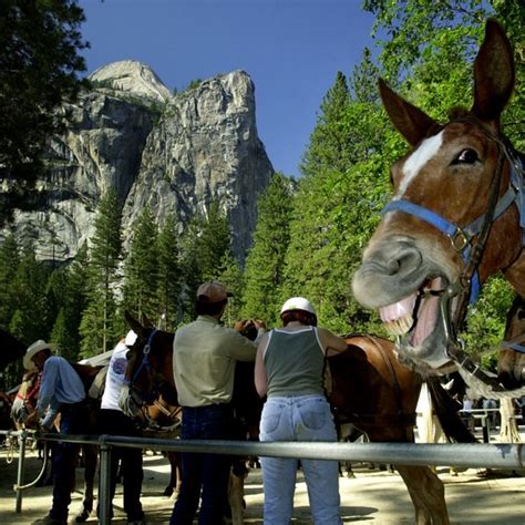 Horseback Riding In Yosemite Park Usa Today