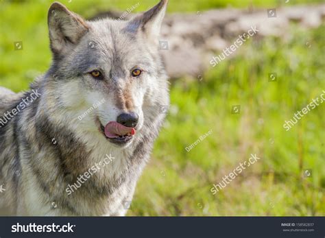 Male North American Gray Wolf Canis Foto Stok 158582837 Shutterstock