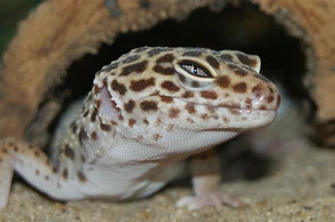 Eye Problems In Leopard Geckos Diagnosis Treatment And Prevention