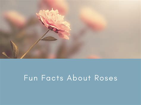 12 Enchanting Fun Facts About Roses That Will Ignite Your Love For
