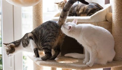5 Reasons Cat Drag Their Butt On The Floor And How To Stop It