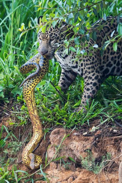 A Jaguar Holds Its Prey A Yellow Anaconda Rnatureismetal
