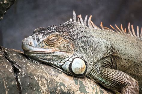 Iguana Reptil Lagarto La Vida · Foto Gratis En Pixabay