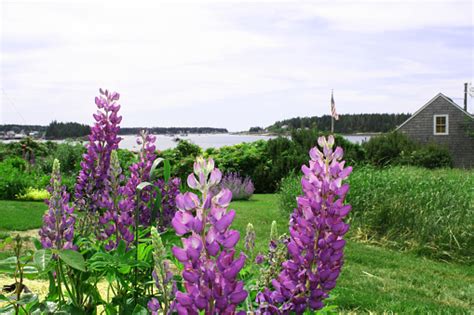 Lupine On The Maine Coast Stock Photo Download Image Now Istock
