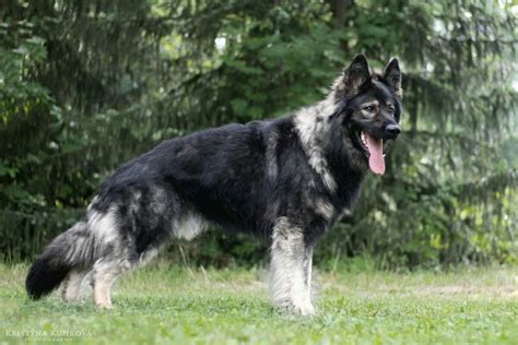 Silver Sable Long Haired German Shepherd Puppies