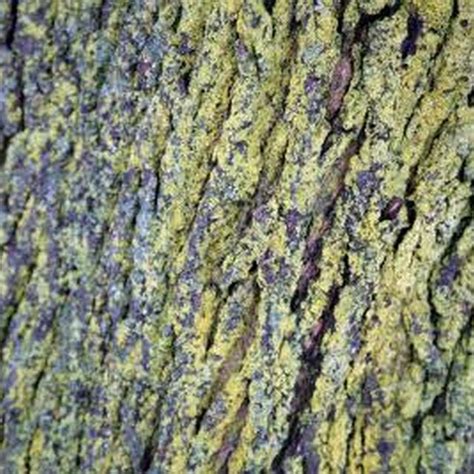 How To Identify And Treat Tree Fungus Hunker Maple Tree Tree Garden