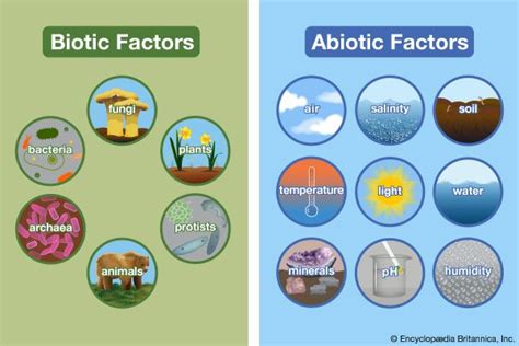 What Are Two Biotic Factors Abiotic And Biotic Factors 2022 10 10