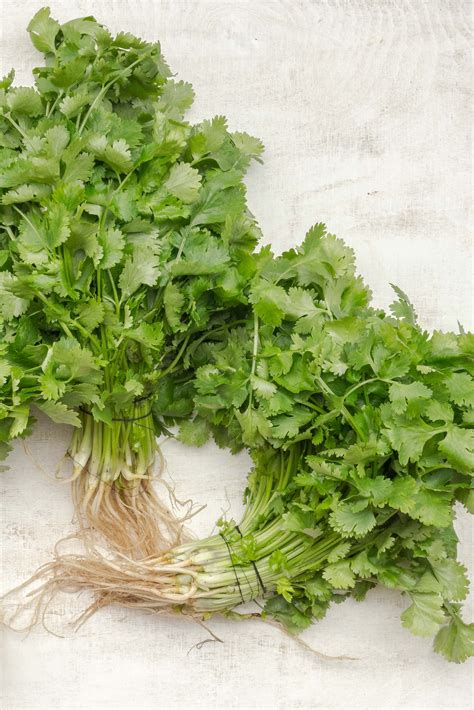 The Essential Summer Herb Is Fast Growing And Versatile But Wilts In