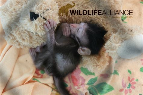 Wildlife Alliance Very Cute Baby Baby Animals Forest And Wildlife