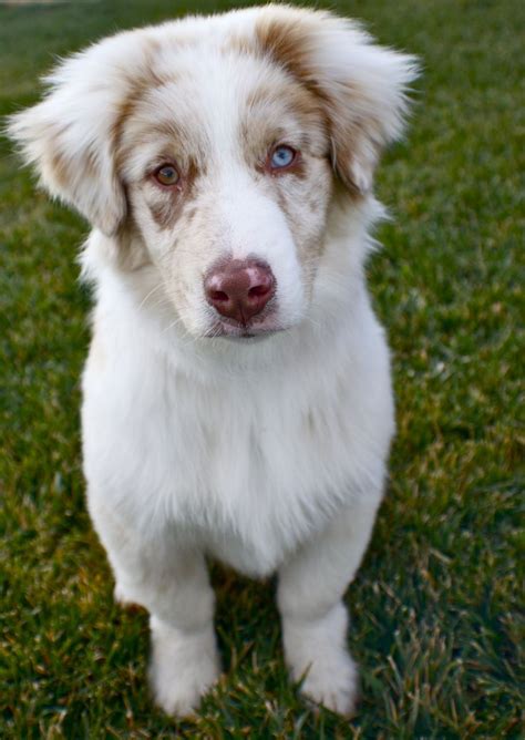 I own an australian shepherd and run the subreddit for the breed. Indy the Australian shepherd. One blue eye one brown. # ...