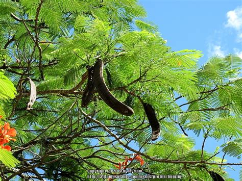 Photo Of The Seed Pods Or Heads Of Royal Poinciana Delonix Regia