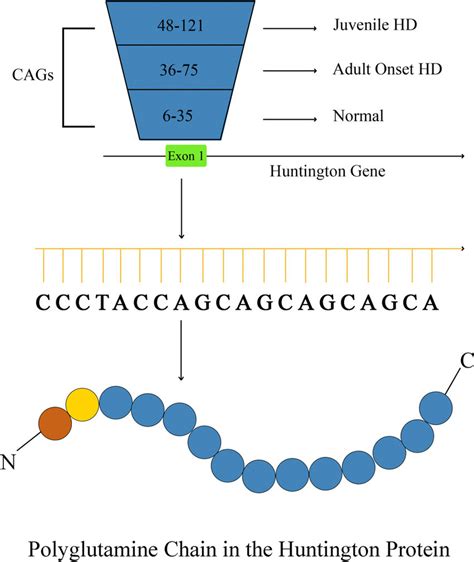 Diagram Depicts The Htt Gene Domains In The Dna Segment Cag